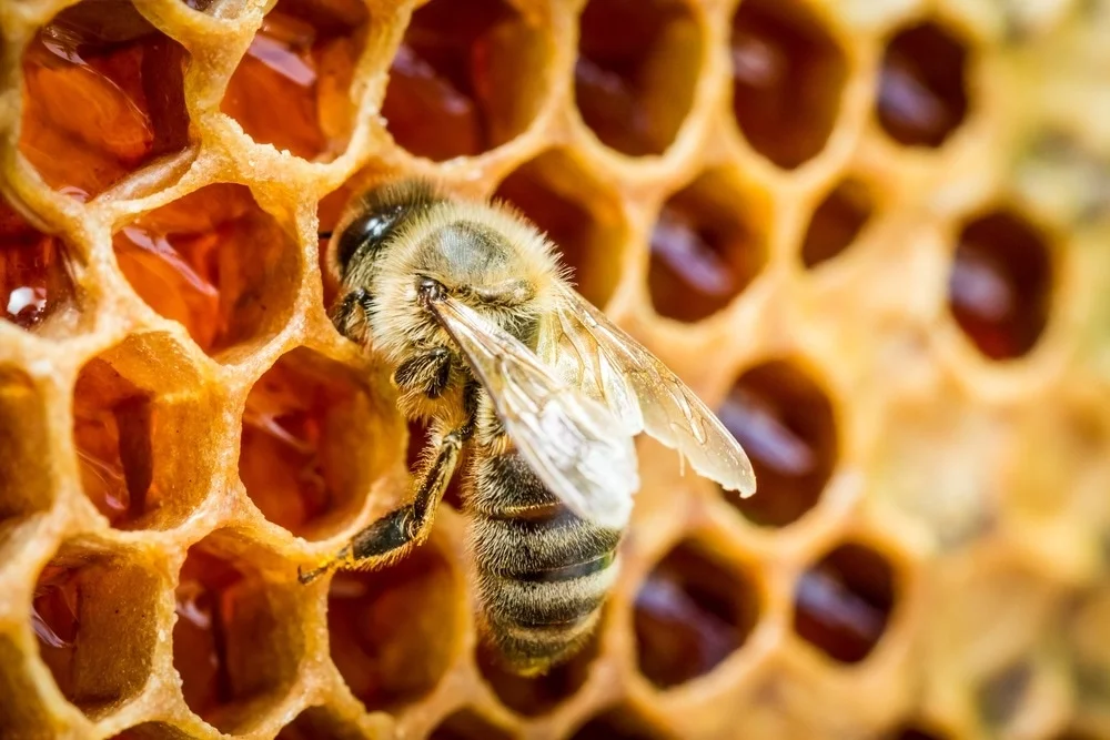 Khazra Honey