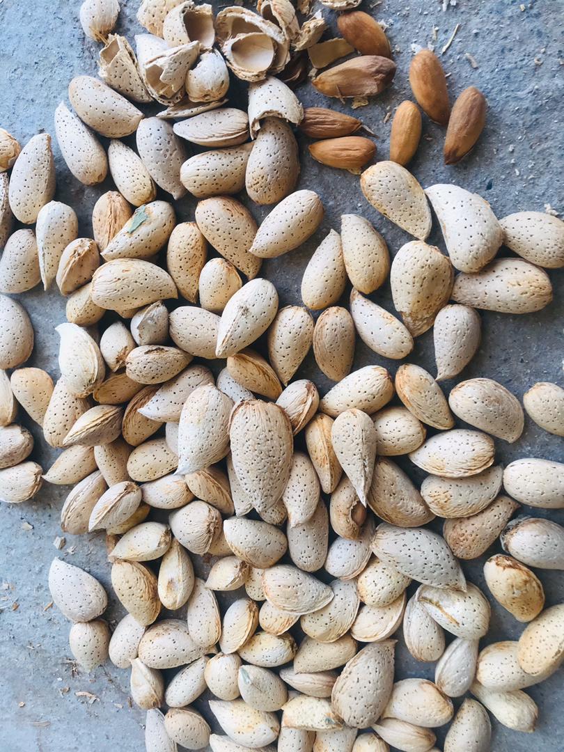 Afghan shokorbayi Almond with sell, Price and quantity