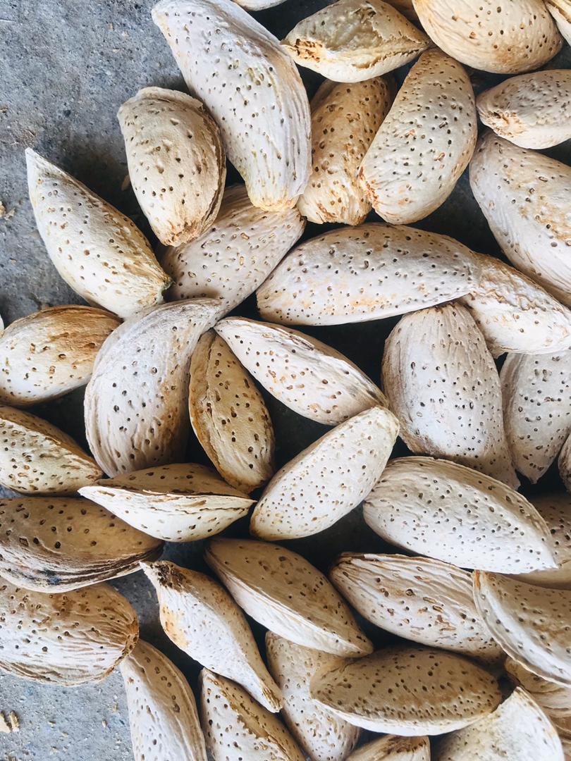 Afghan Khair dini Almond with shell, bulk supply, price for 7 kg