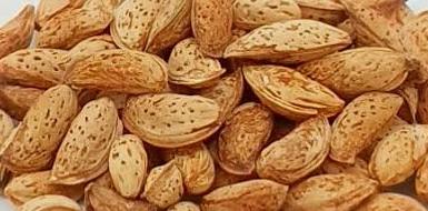 Paper shell Almond ( one tree )
