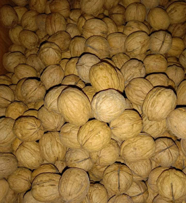Walnut